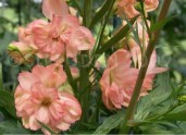 Delphinium elatum Princess Caroline1